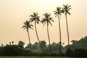 silhouettes of coconut trees palms against the blue sky of India with sunset photo