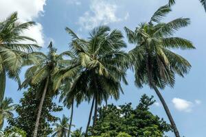 silhouettes of coconut trees palms against the blue sky of India with sunset photo