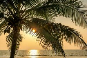 silhouettes of coconut trees palms against the blue sky of India with sunset photo