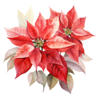 AI generated watercolor of a bunch of red poinsettias. AI generated image png
