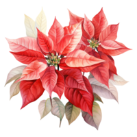 ai généré aquarelle de une bouquet de rouge poinsettias. ai généré image png