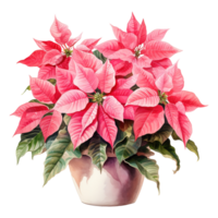 AI generated watercolor of a bunch of pink poinsettias. AI generated image png