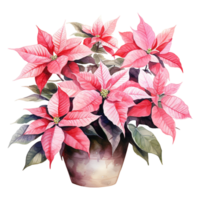 AI generated watercolor of a bunch of pink poinsettias. AI generated image png