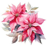 AI generated watercolor of a bunch of pink poinsettias. AI generated image png