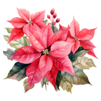 AI generated watercolor of a bunch of pink poinsettias. AI generated image png