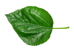 Mulberry foliage ,Green leaves pattern of tropical leaf plant isolated png