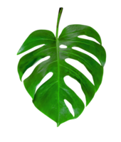 Green leaves pattern,leaf monstera isolated png