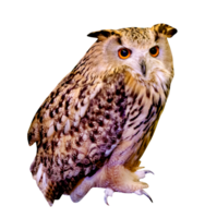 brown owl isolated png