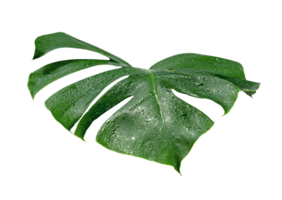 grön löv mönster, blad monstera med vatten släppa isolerat png
