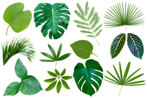 collection various of green leaves pattern for nature concept,set of tropical leaf isolated png