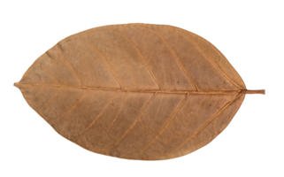 ficus elastica variegata follaje, seco hojas modelo de tropical hoja planta aislado png