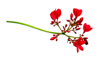 Jatropha integerrima Jacq flower isolated png