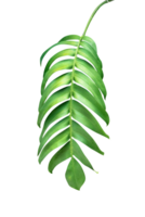 vert feuilles modèle ,feuille monstera isolé png