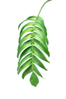 verde le foglie modello ,foglia Monstera isolato png