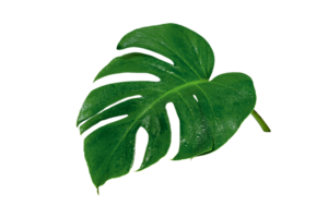 Green leaves pattern,leaf monstera with water drop isolated png