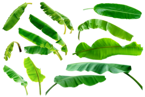 set leaf banana,collection of green leaves pattern isolated png