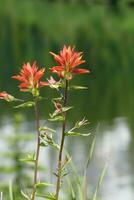 Scarlet Indian paintbrush at Reflection Lake photo