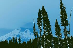 Mt. Rainier, with conifer forest photo