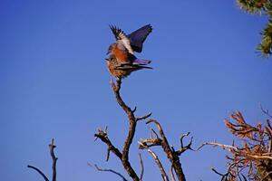 Western bluebirds  mating photo