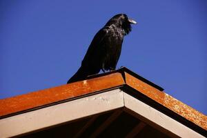 Common raven, on roof in early morning photo