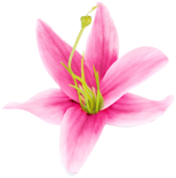 rosa Blume isoliert png