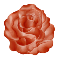 acuarela Rosa flor png