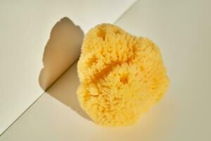 Natural sea sponge for face and body in the sun. photo