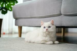 The adorable white Persian cat is in the living room at home. Pet Animal Concept. photo