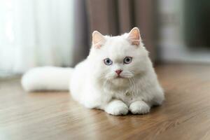 The adorable white Persian cat is in the living room at home. Pet Animal Concept. photo