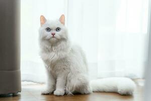 The adorable white Persian cat is in the living room at home. Pet Animal Concept. photo