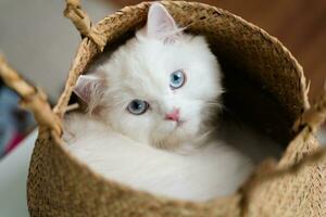 The adorable white Persian cat is in the living room at home. Pet Animal Concept. photo