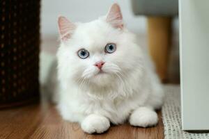 The adorable white Persian cat is in the living room at home. Pet Animal Concept. photo