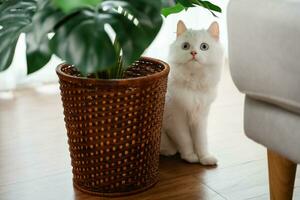 el adorable blanco persa gato es en el vivo habitación a hogar. mascota animal concepto. foto