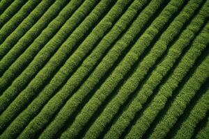 Tea field plantation background. photo shot from a drone to fields with tea