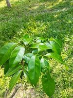 planta arboles a salvar el ambiente, arboles contribuir un lote a el equilibrar de el ambiente, entonces planta más árboles, de lo contrario el del mundo animales será desaparecer. foto