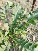 verduras son alto en nutrientes eso contiene varios minerales me gusta hierro, calcio, fósforo, fólico ácido y un lote de vitamina C. rábanos Contiene un lote de fibra cuales reduce estreñimiento y mantiene foto