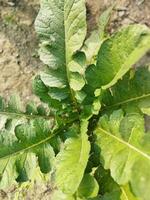 verduras son alto en nutrientes eso contiene varios minerales me gusta hierro, calcio, fósforo, fólico ácido y un lote de vitamina C. rábanos Contiene un lote de fibra cuales reduce estreñimiento y mantiene foto