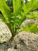 verduras son alto en nutrientes eso contiene varios minerales me gusta hierro, calcio, fósforo, fólico ácido y un lote de vitamina C. rábanos Contiene un lote de fibra cuales reduce estreñimiento y mantiene foto