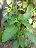 el propiedades de tulsi hojas no puedo ser exagerado. según a expertos, masticar uno tulsi hoja diario a permanecer saludable. en el balcón de el casa, dónde ligero y aire fluir, usted lata planta beneficioso foto