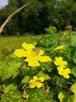 Jinge flower Kazi Nazrul Islam If you ever go to rural Bengal, you will see such beautiful yellow jinge flowers in the yard of many farmers' houses. It looks very beautiful and lovely. National poet.. photo