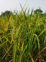 Paddy has started ripening Every year with the arrival of new paddy every Bengali family celebrates the Navanna festival, the taste of Pithapuli starts in the homes of rural Bengal. photo