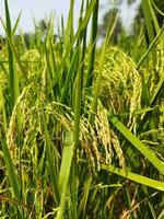 Paddy has started ripening Every year with the arrival of new paddy every Bengali family celebrates the Navanna festival, the taste of Pithapuli starts in the homes of rural Bengal. photo