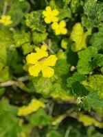 Jinge flower Kazi Nazrul Islam If you ever go to rural Bengal, you will see such beautiful yellow jinge flowers in the yard of many farmers' houses. It looks very beautiful and lovely. National poet.. photo