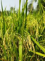 Paddy has started ripening Every year with the arrival of new paddy every Bengali family celebrates the Navanna festival, the taste of Pithapuli starts in the homes of rural Bengal. photo