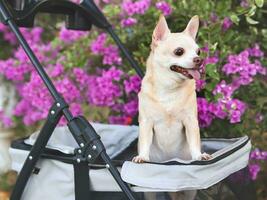 Happy brown short hair Chihuahua dog  standing in pet stroller in the park with purple flowers background. smiling and looking sideway curiously. photo