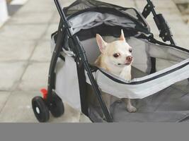 brown short hair chihuahua dog sitting in pet stroller outdoor on walkway. Suspious looking at camera. photo