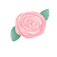 Rosa rosa namorados png