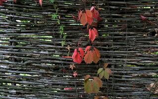 Wild Grape Growth Through Wicker Fence Pattern Image photo