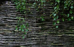 Lath Fence With Grape Sprouts Texture Background photo