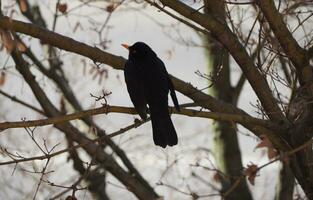 científico común del mirlo. nombre turdus merula ave animal foto